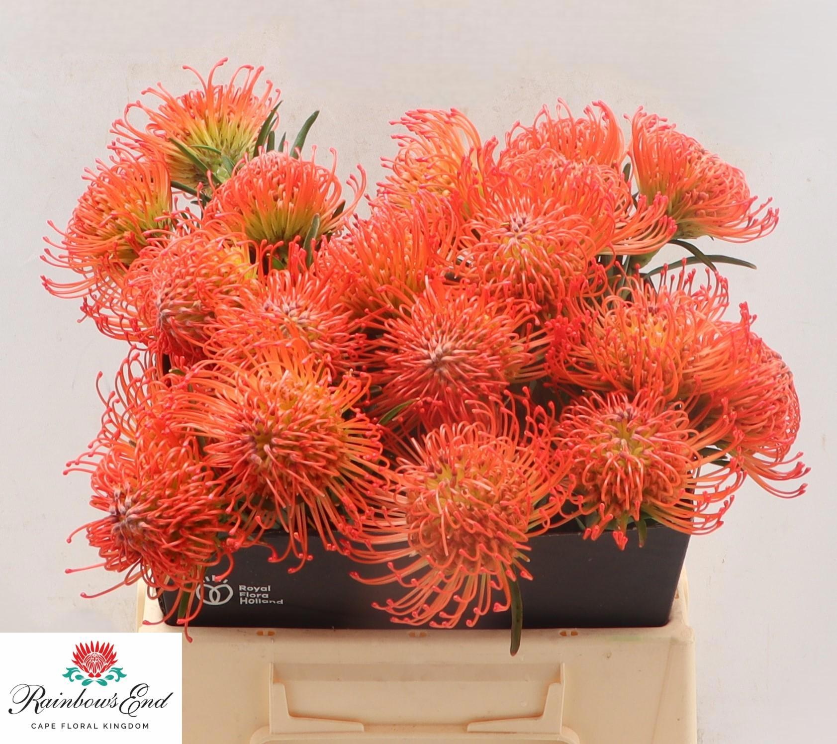 Нутанс Саксешн 40, шт.