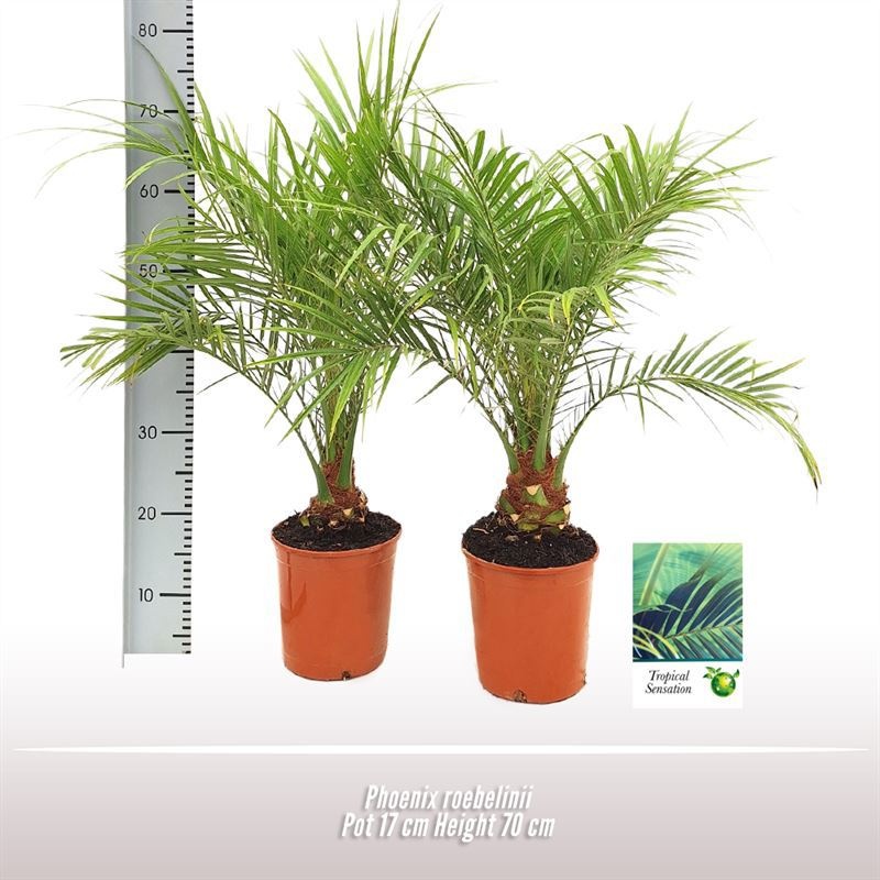 Phoenix roebelinii, D 17 cm Phoenix roebelinii, D 17 cm