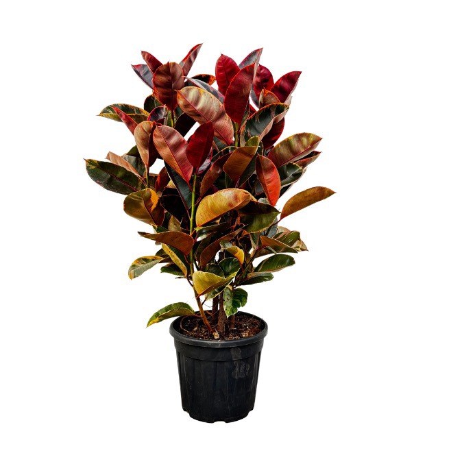 Ficus Elastica 'Belize' struik - 130cm, D 35