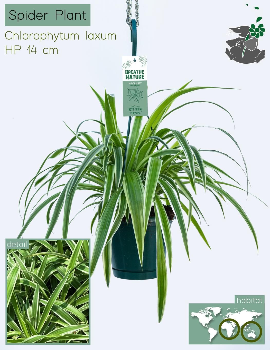 Chlorophytum laxum 14 cm, D 14