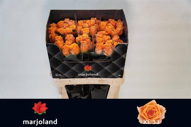 Роза од. Нови! 80, шт.