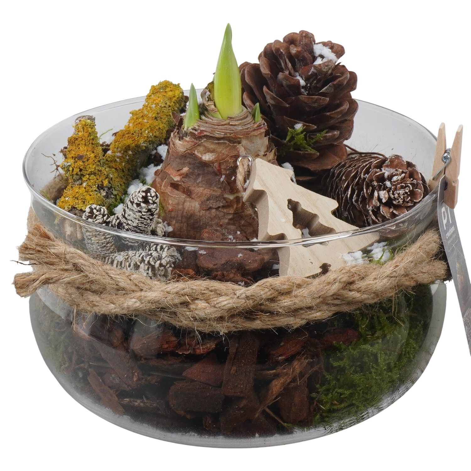 PTACH5935 Arrangement Amaryllis Christmas in glas schaal, D 19 cm