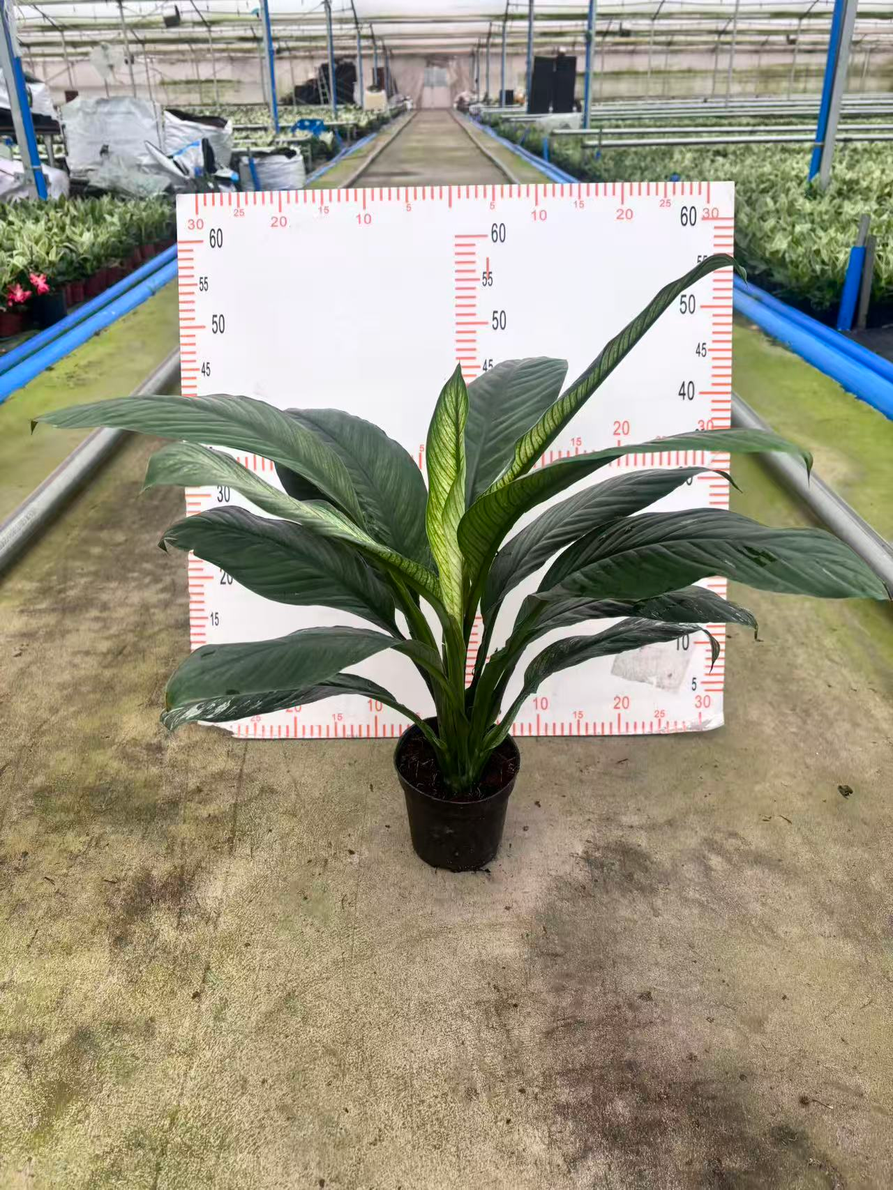 Спатифиллум 120 Вариегатный Пис Лили 12 45