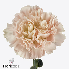 Диантус од. Ханой (светло-роз.), шт.