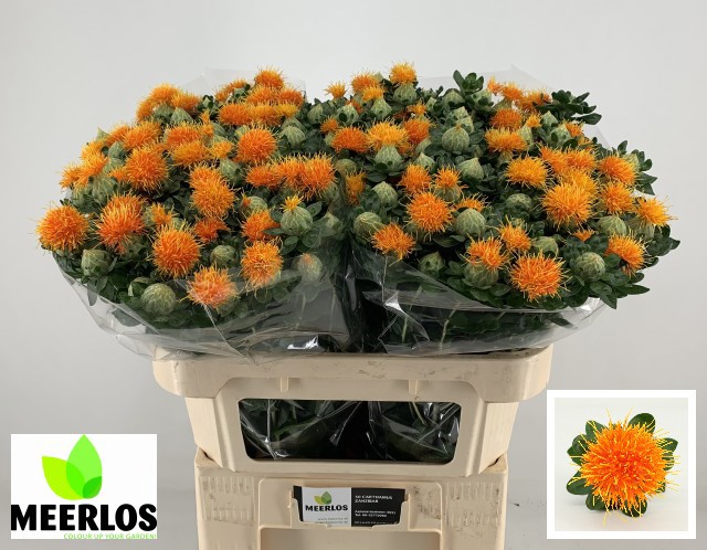 Картамус Занзибар 80 (оранж.), шт.