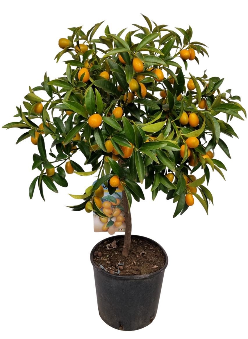 Citrus Kumquat Stem, D 21