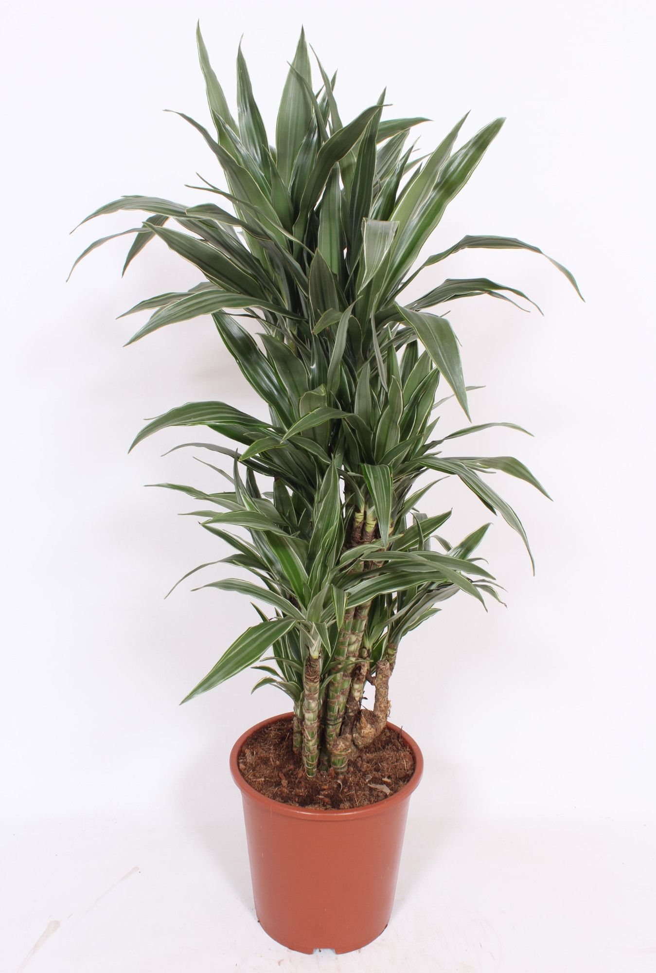 Dracaena Warneckei, D 27 cm Dracaena Warneckei, D 27 cm