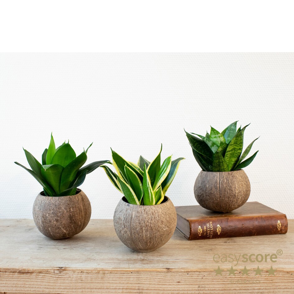 SANSEVIERIA MIX 30903002 Coco go�nut, D 14 cm