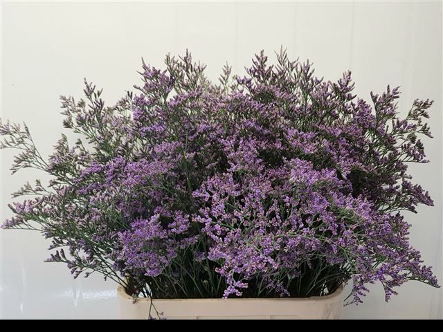 Лимониум Сафора Классик Блю 90, шт.