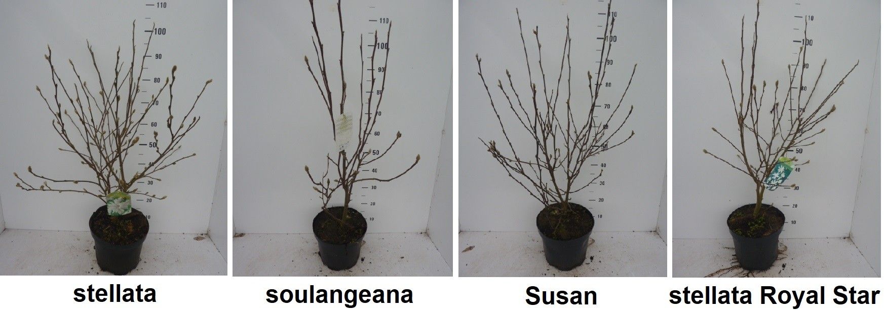 Magnolia gemengd, D 27