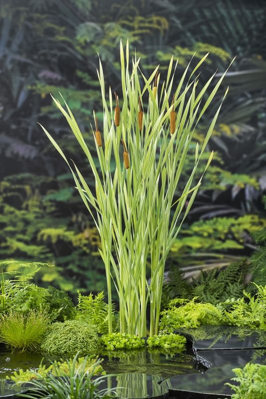 Typha latifolia Variegata, D 9