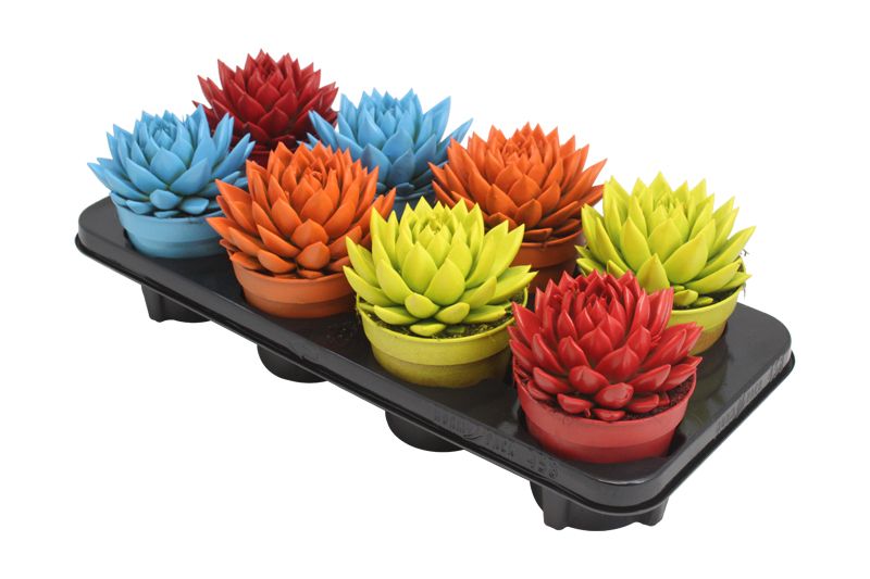 Miranda coloured spring mix, D 12 cm