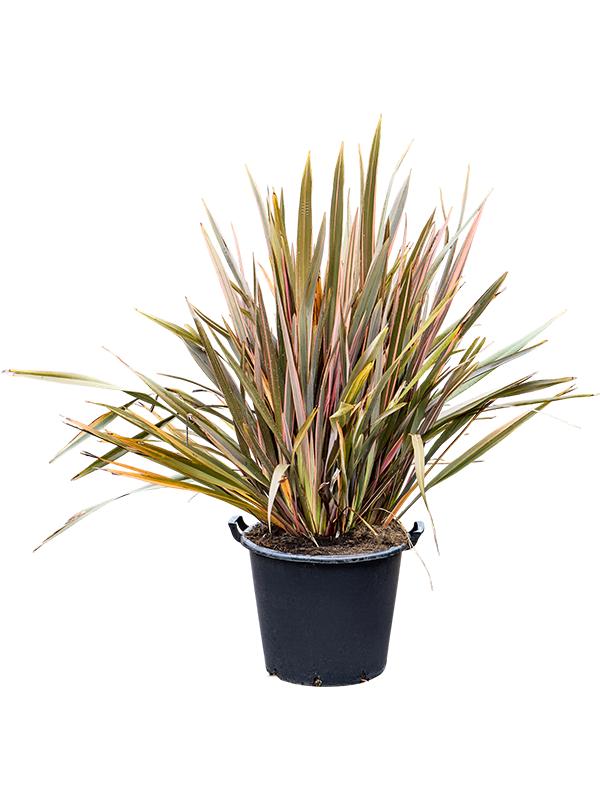 Phormium tenax 'Pink Stripe' (140-160), D 45