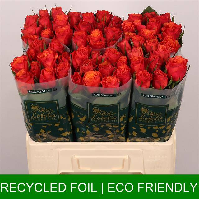 Роза од. Дивоутед 60, шт.