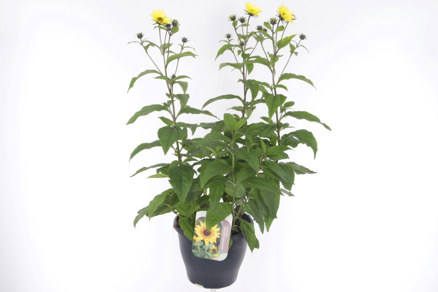 Helianthus Lemon Queen, D 23 cm