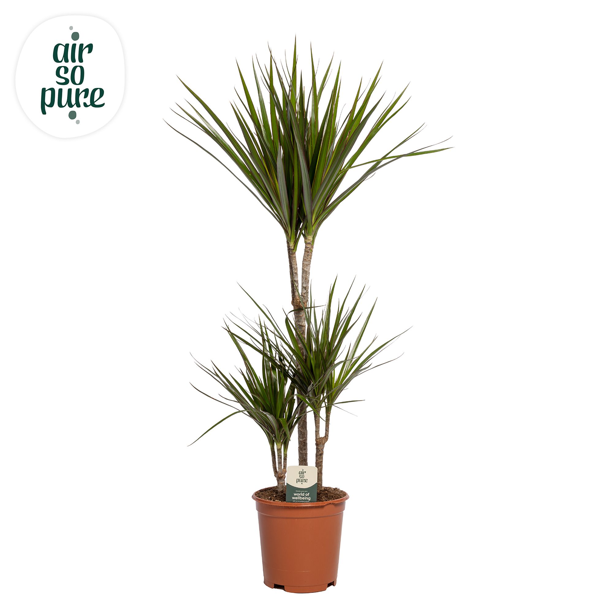 Dracaena Marginata p21, 45+15+10 (Air so Pure), D 21