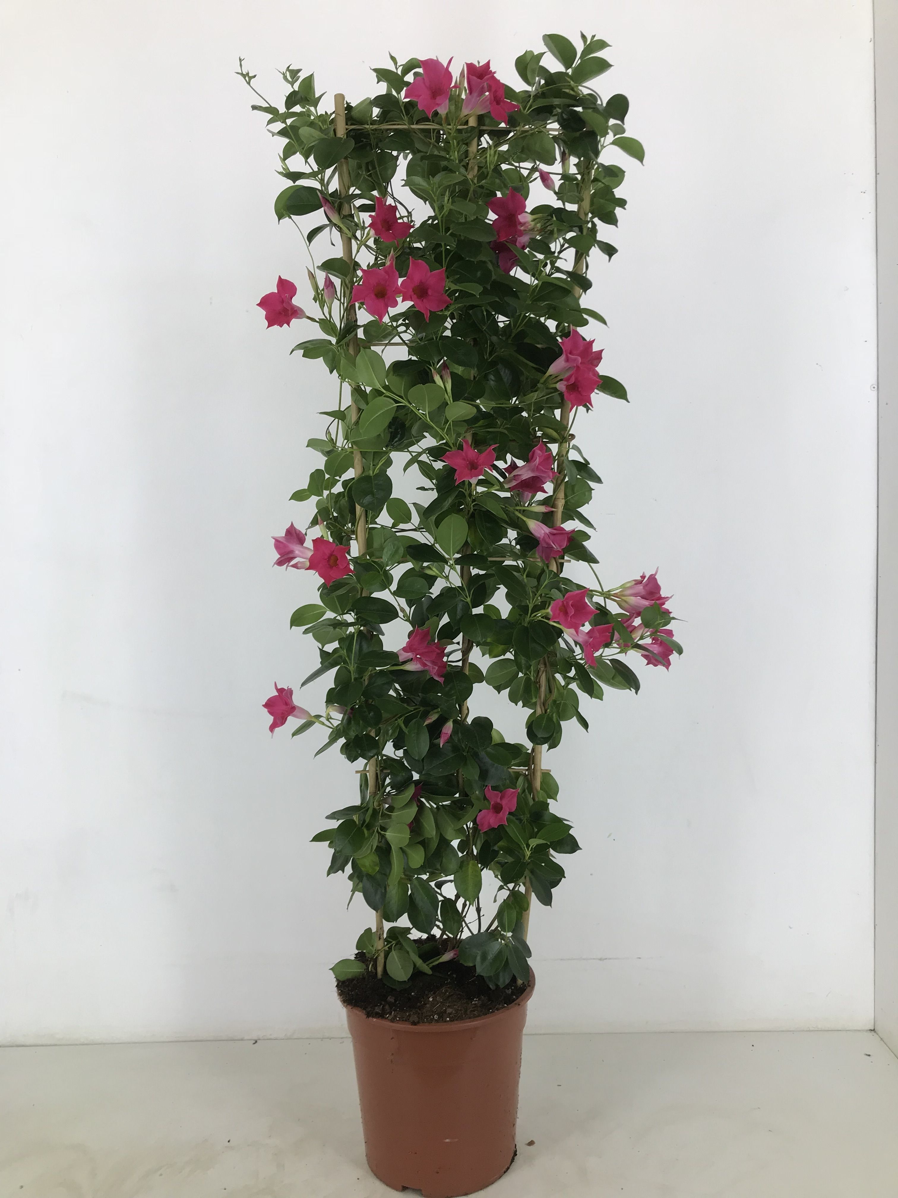 p27 Sundaville classic pink rek 150 cm, D 27
