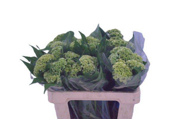 Целозия Кристата Акт Верда 55, шт.