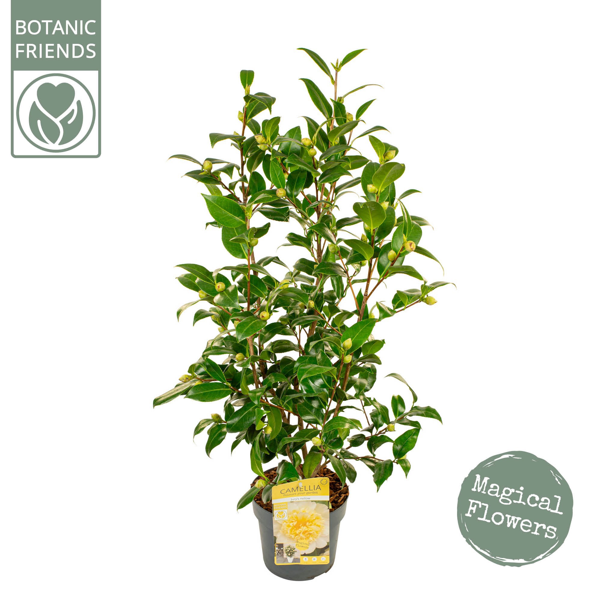 Camellia wil. 'Jury's Yellow' Premium, D 19
