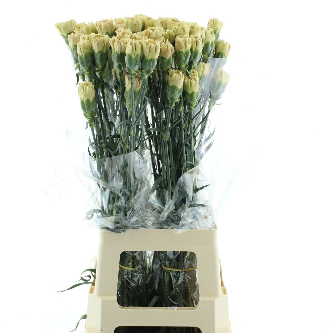 Ранункулус Фестиваль Микс 35, шт.