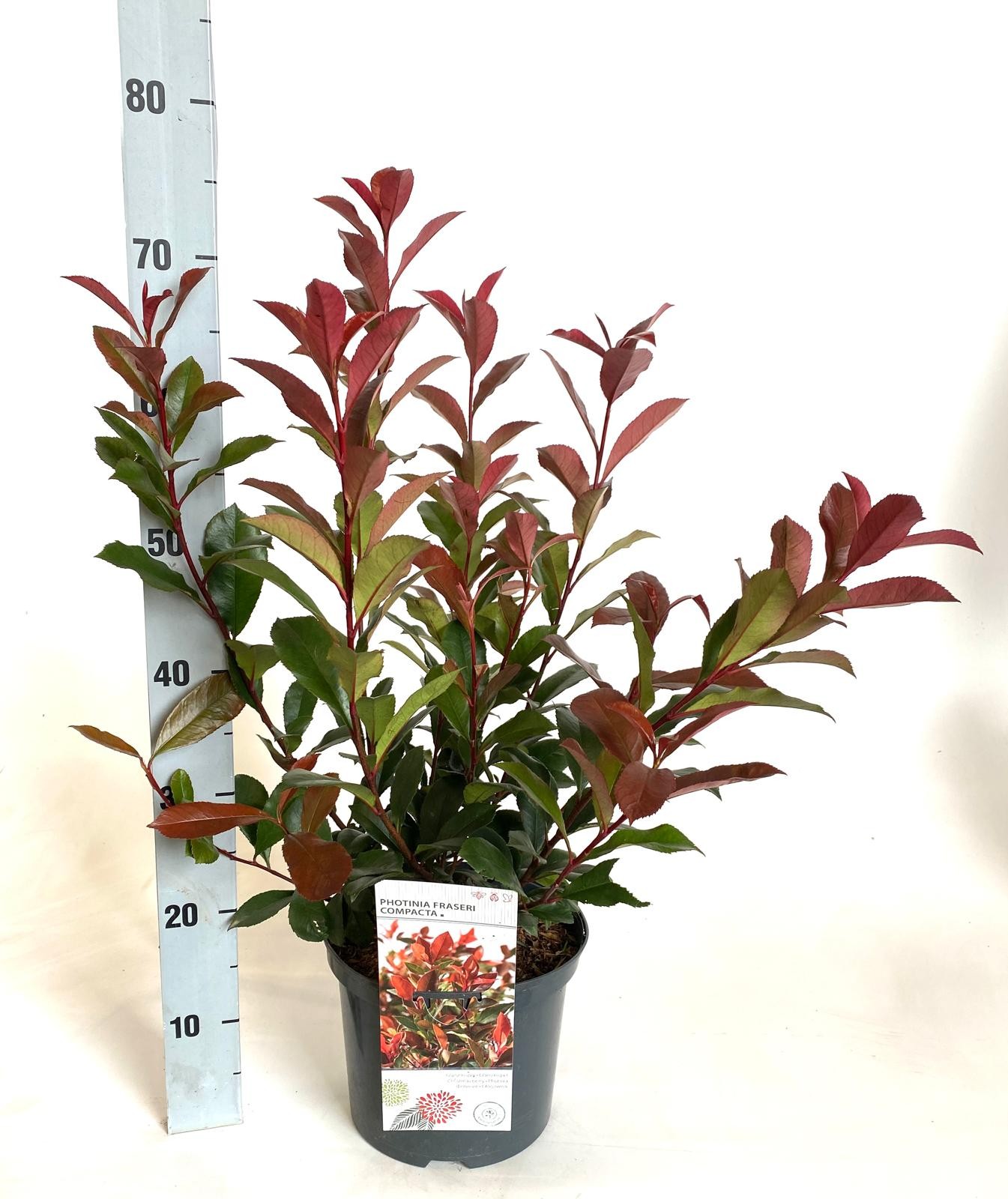 Photinia fraseri 'Compacta', D 23