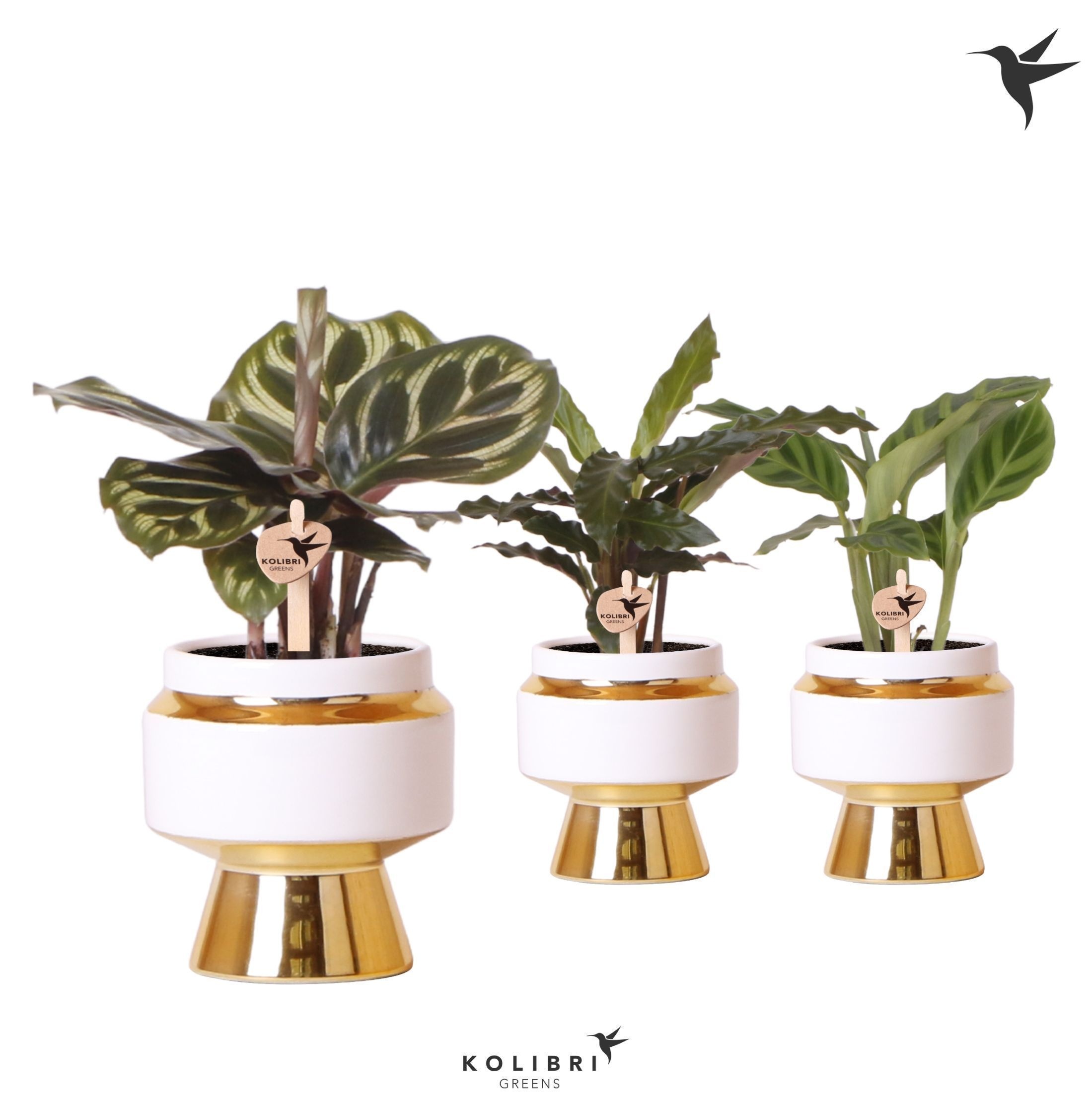 Kolibri Greens Calathea mix in Le Chic pot gold, D 6