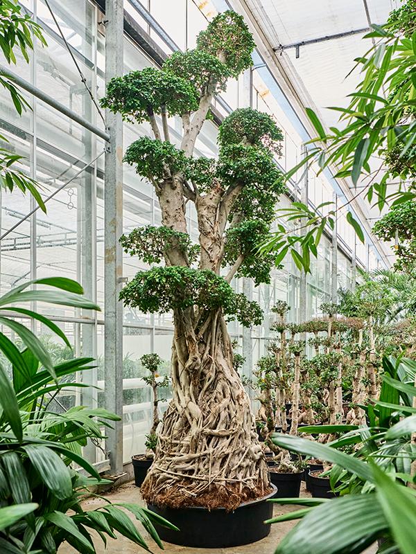 Ficus microcarpa 'Compacta', D 110 cm