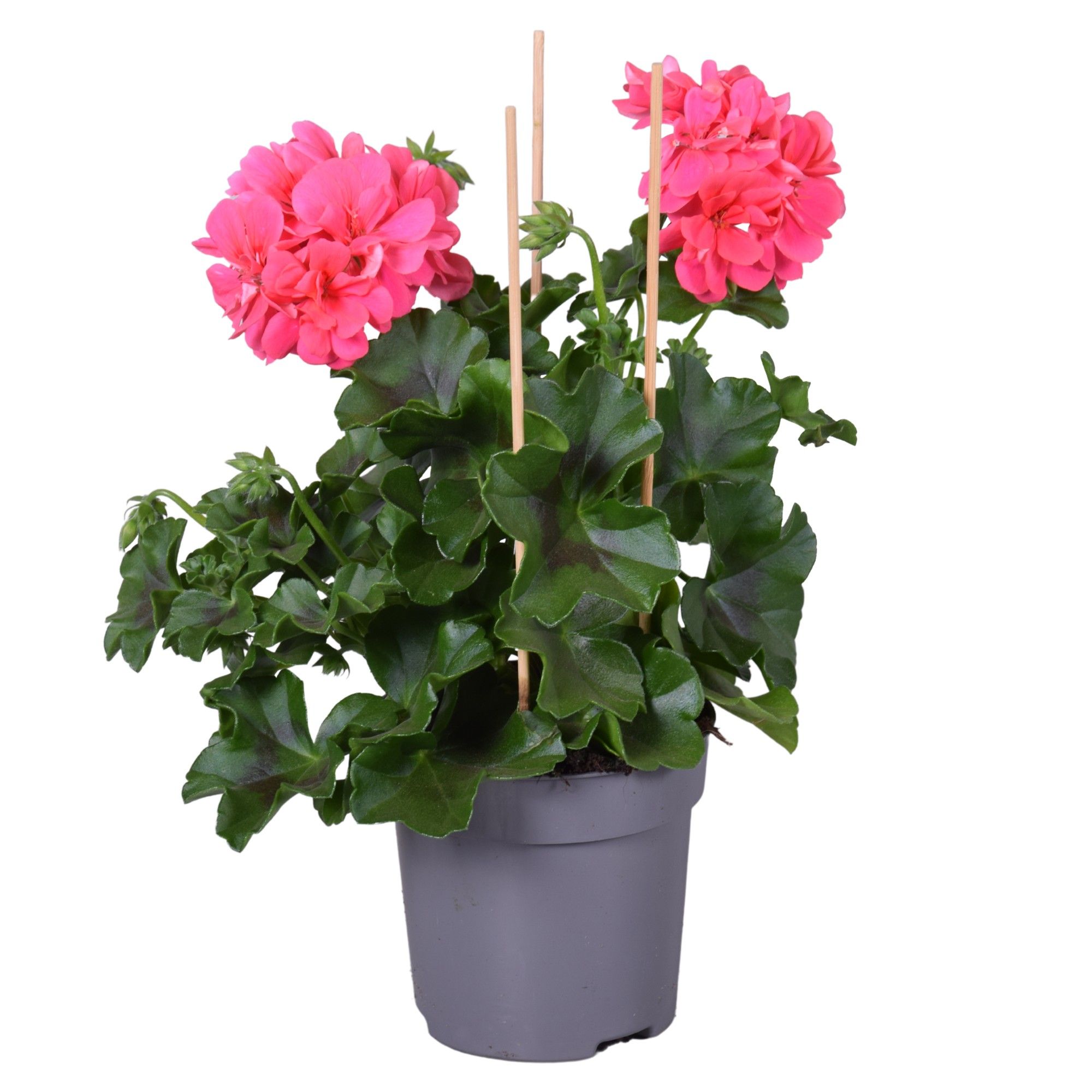 Pel. Peltatum Dubbel Roze, D 10,5