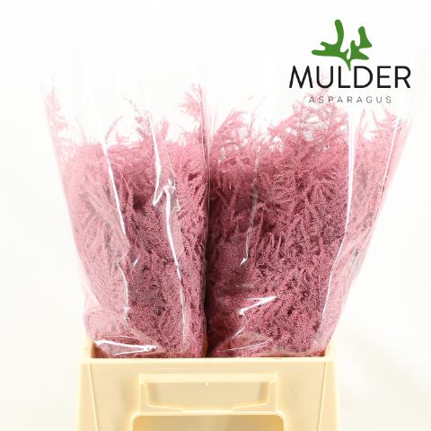 Аспарагус Овериг Крашеный (краш. ) 45, шт.