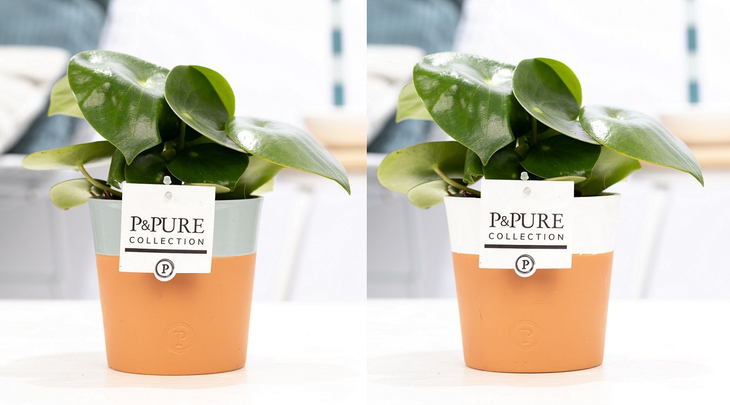 Peperomia Raindrop in P&PURE Terra Cotta 4 ass.2, D 12