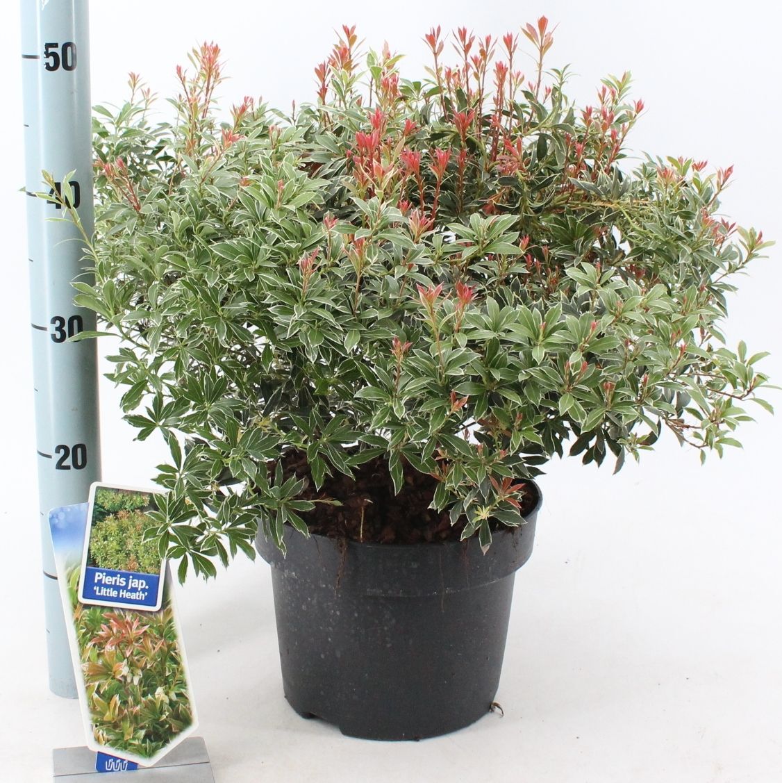 Pieris jap. ‘Little Heath’, D 23