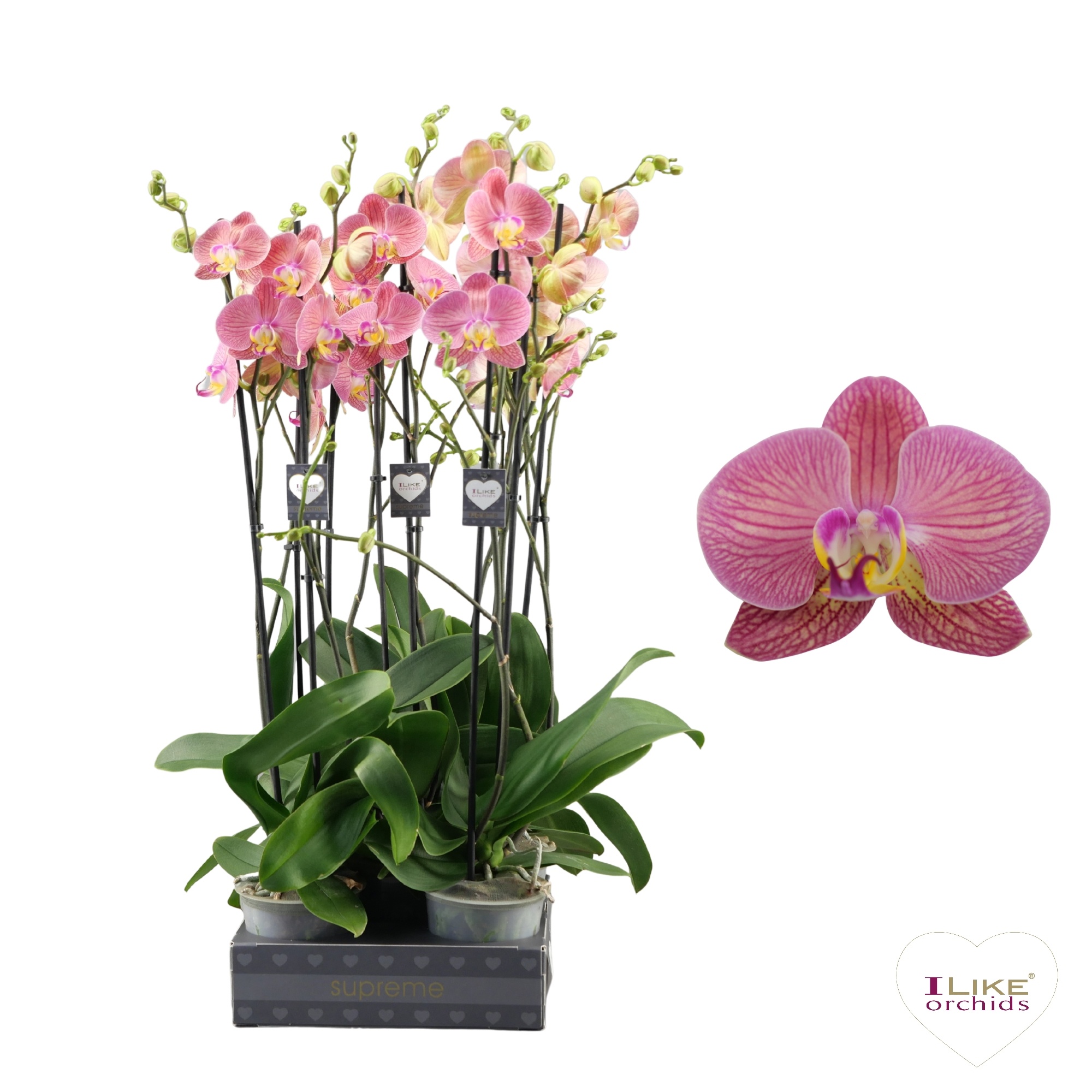 Phalaenopsis Paradox - 2 tak 70cm (Less Plastic), D 12