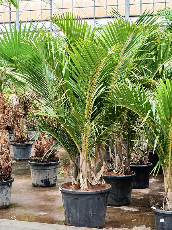 Hyophorbe verschaffeltii (250-300), D 60