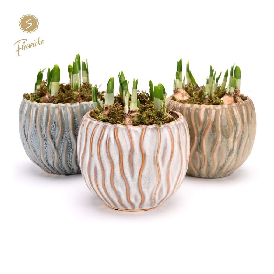 (3625) Narcissus Squiggle pot [L] 3PP Mos, D 14 cm