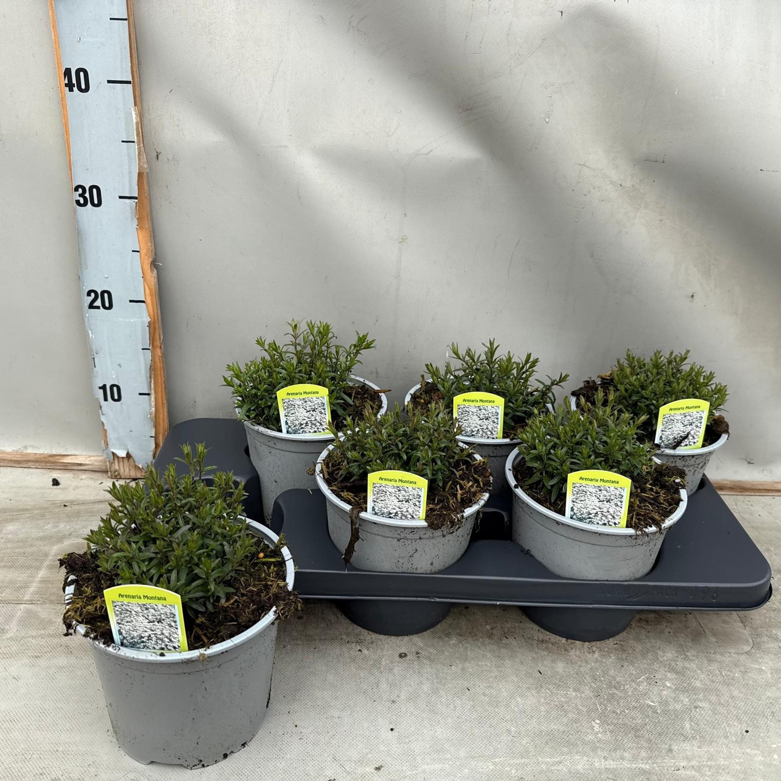 Arenaria montana, D 15