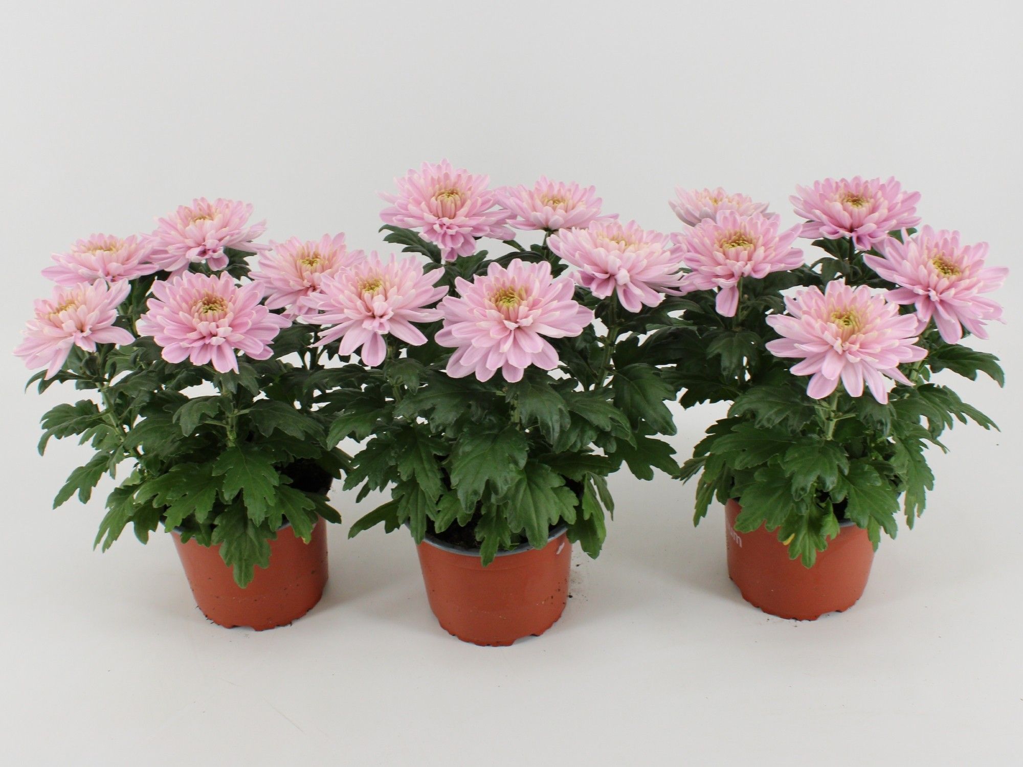 Chrysant Zembla Rossano, D 15