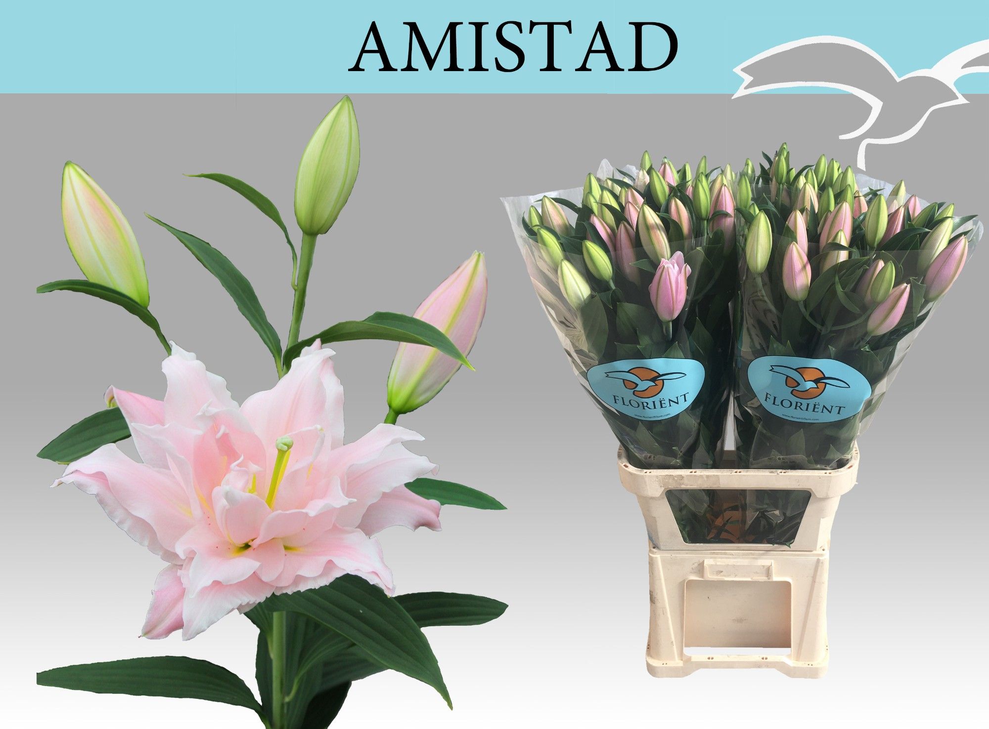 Лилия дв. Амистад 100 (светло-роз.), шт.