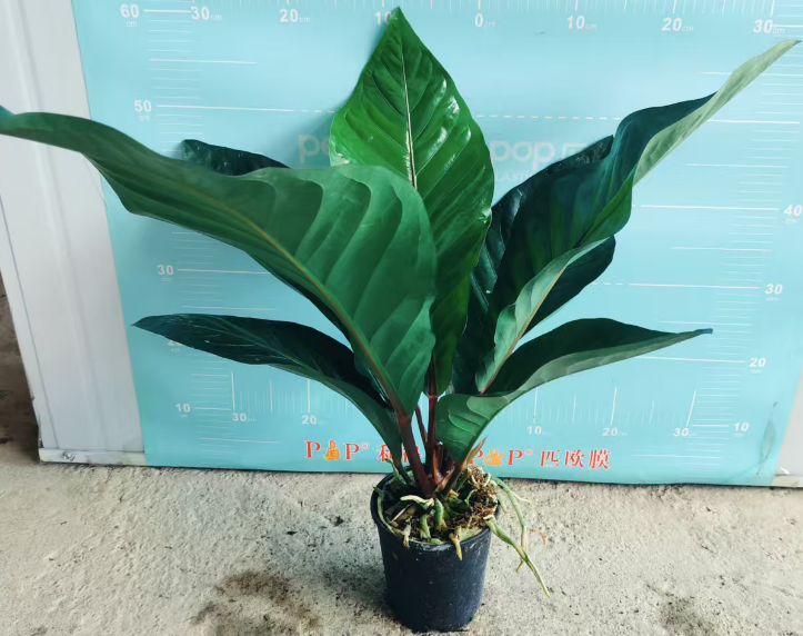 Антуриум Перпл Веин Флауер Кандле 15 65-70 15 65