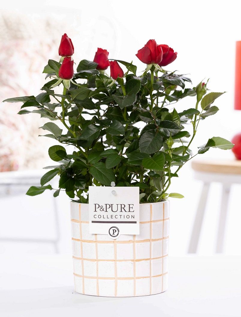 Rosa red in P&PURE Tirza ceramics, D 12 cm Rosa red in P&PURE Tirza ceramics, D 12 cm