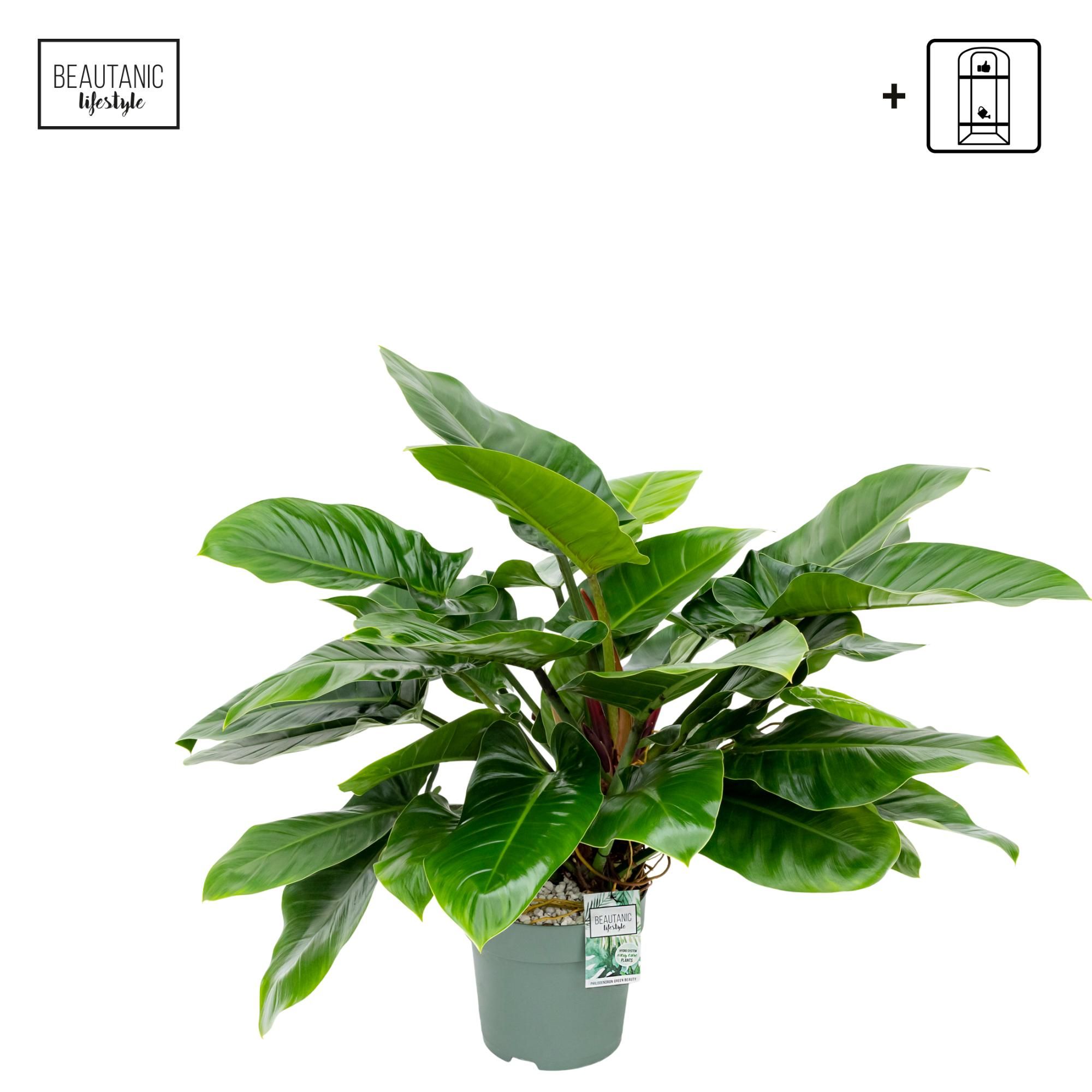 Philodendron Imperial Green, D 27