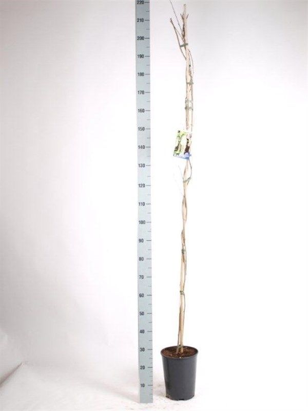 Wisteria sinensis 'Alba', D 21