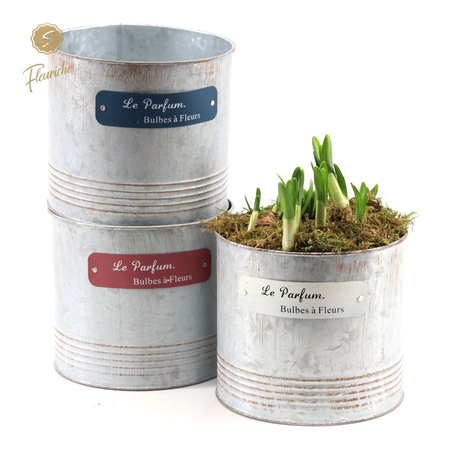 (5704) Narcissus Le Parfume [XL] 5PP Mos, D 16 cm