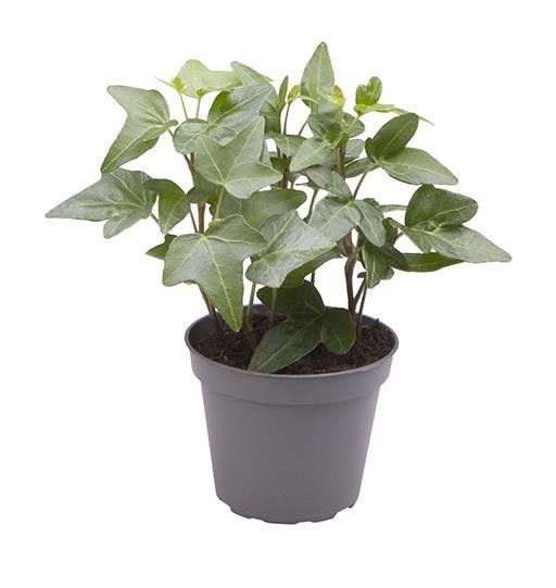 HEDERA HELIX 6243 'GREEN', D 6