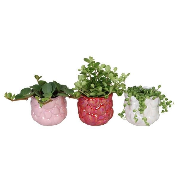 L 66722 with Hanging Mix 6 cm, D 6 cm