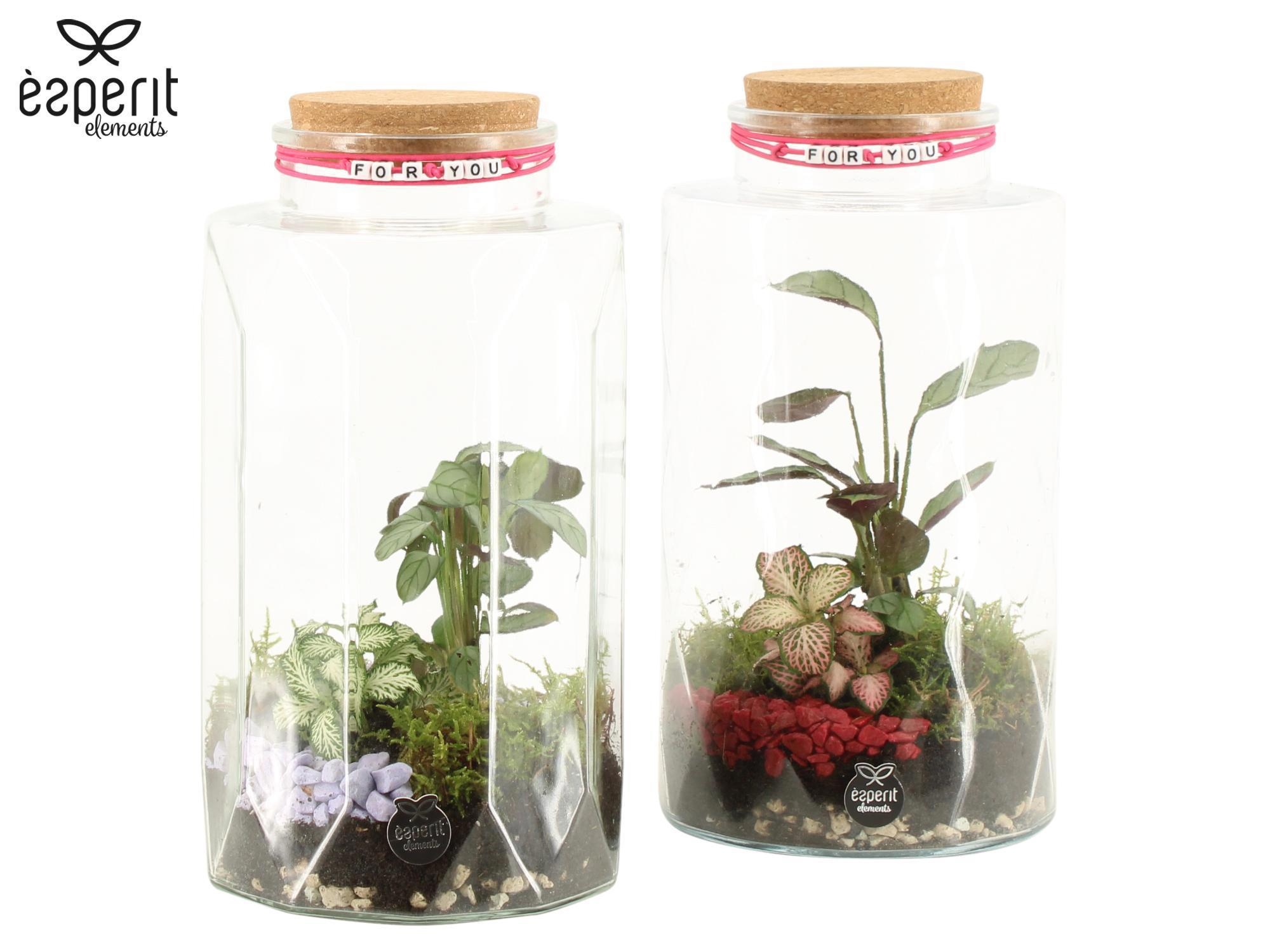 22132: Lovess terrarium, D 14