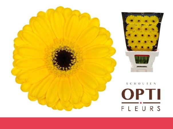 Гермини Пэкмэн, шт.