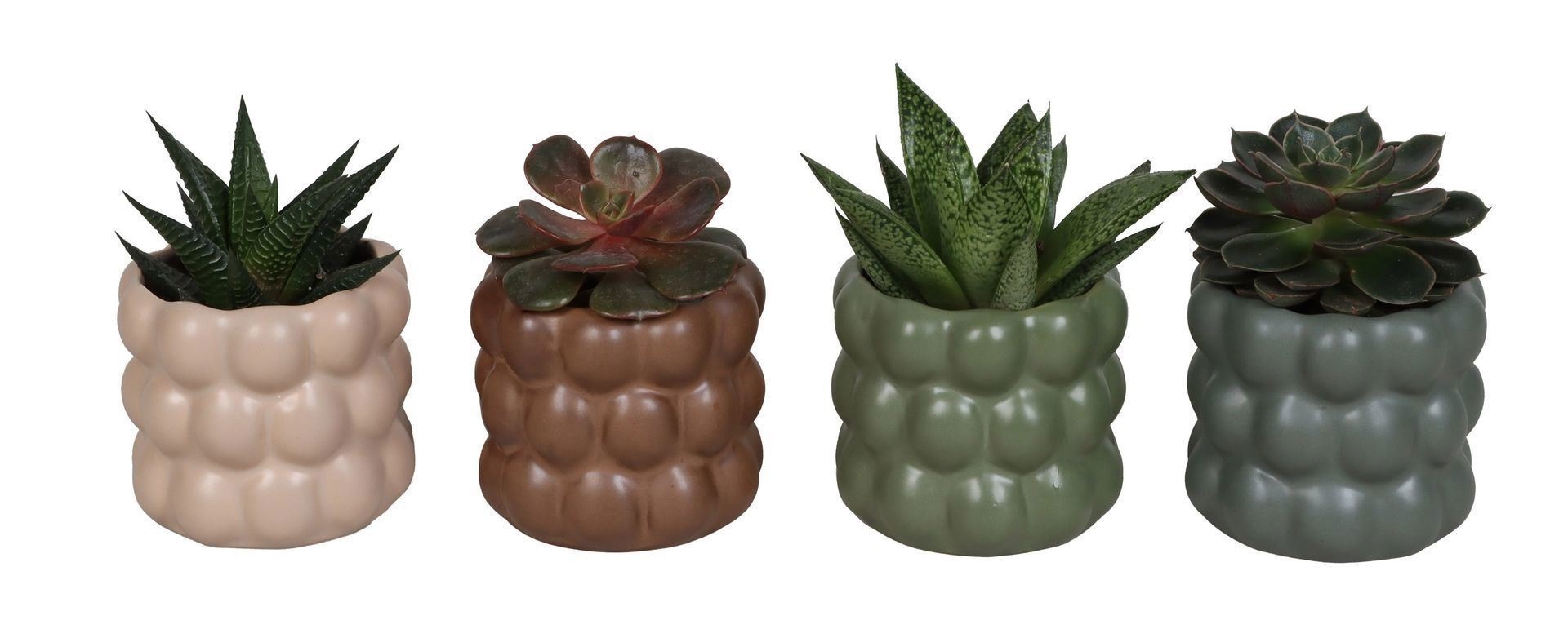 L 67499 With Succulent Mix 6 cm, D 6