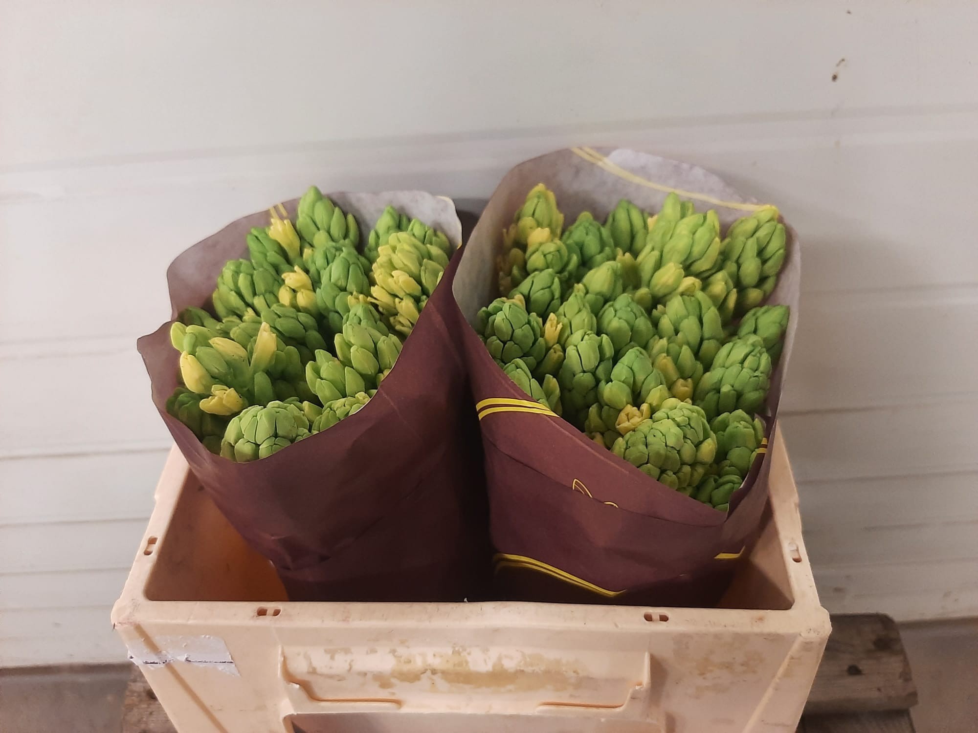 Гиацинт Йеллоустоун, шт.