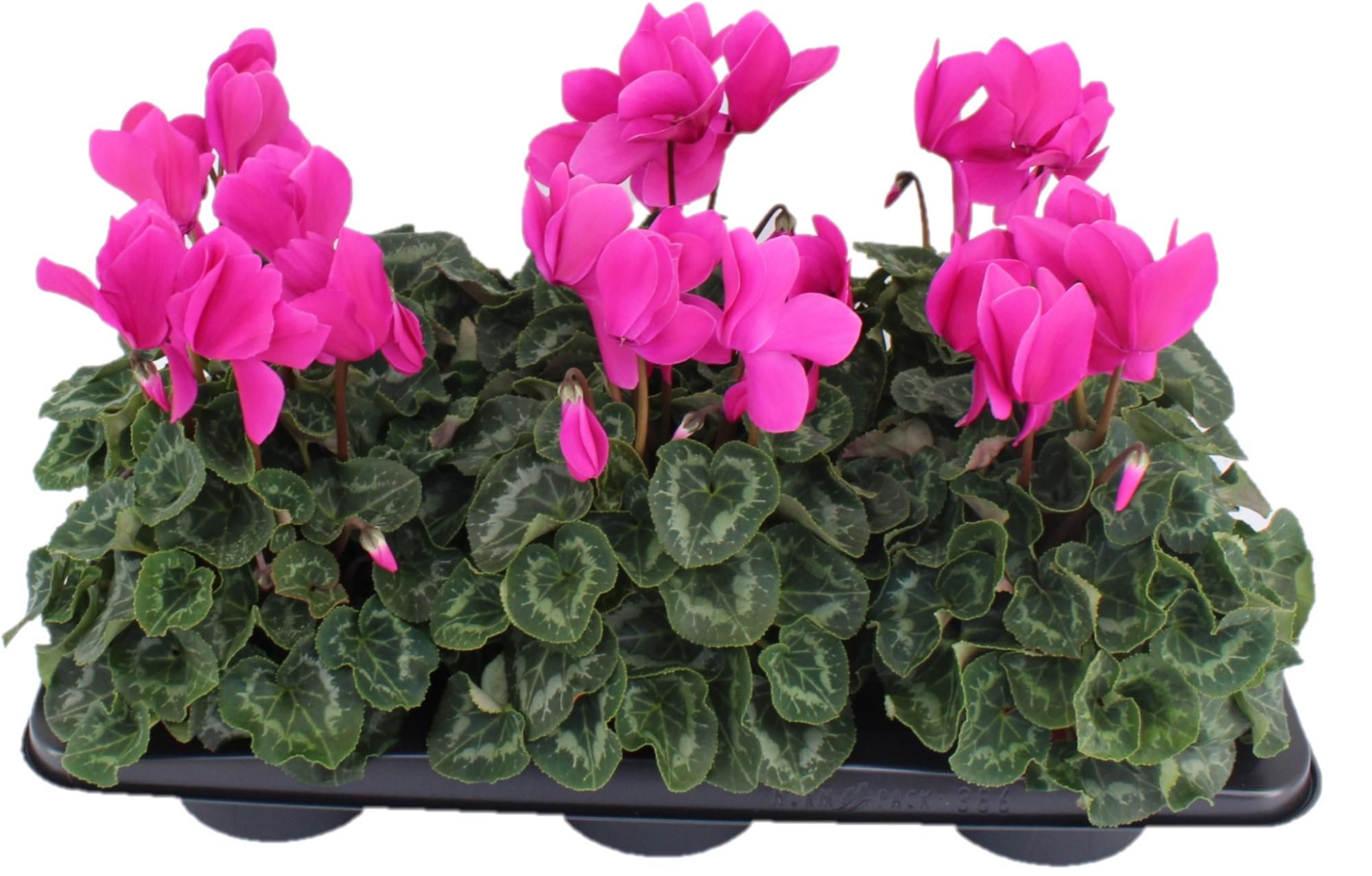 Cyclamen Halios Violet, D 13 cm