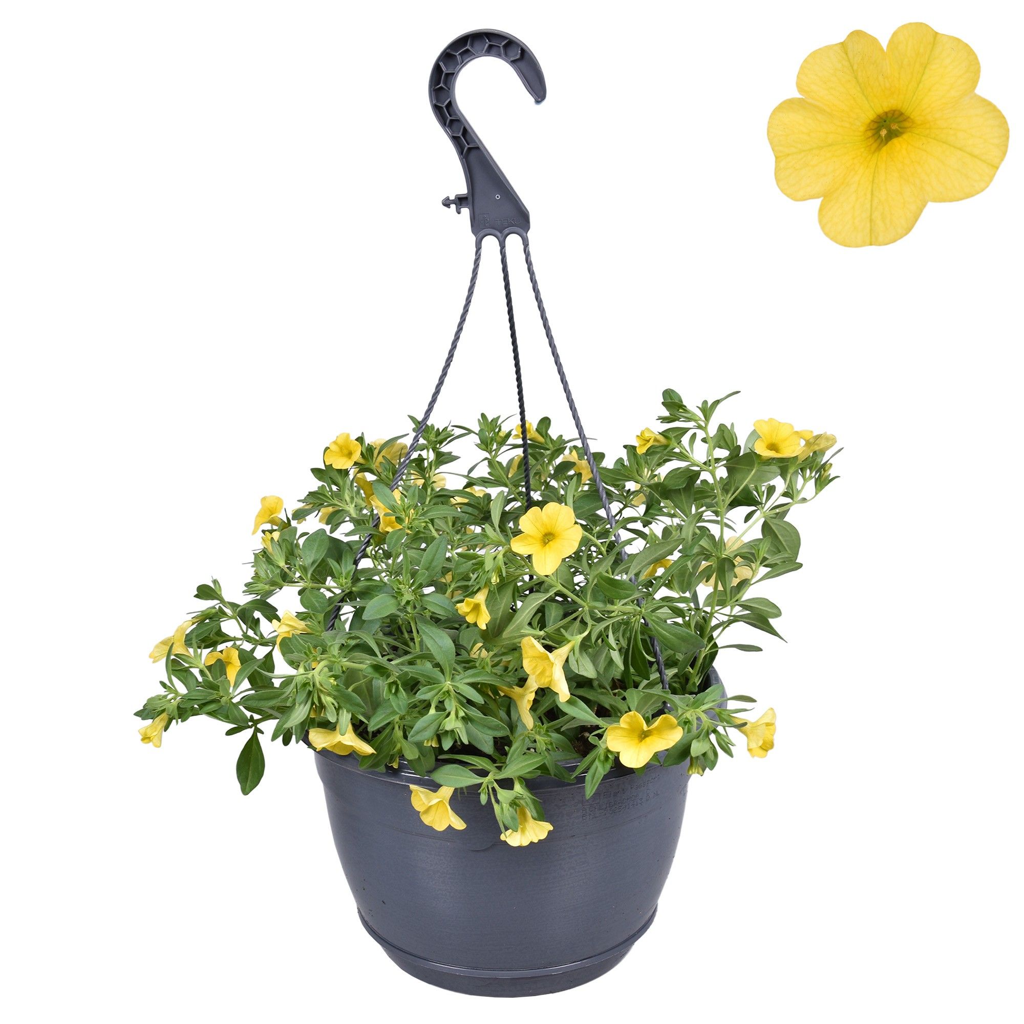 Hpot Calibrachoa Geel + Hoes, D 25